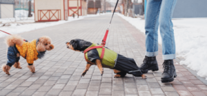 chien Aboyer
