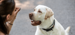 Dressage Canin à Domicile