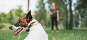 Dressage Canin en Centre