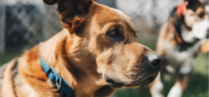 Éducative Chiens